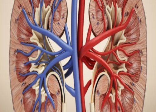 renal